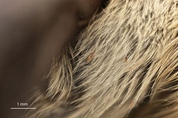 Media type: image;   Entomology 816429 Aspect: thorax lateral